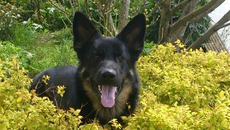 Kopfoto Benthe