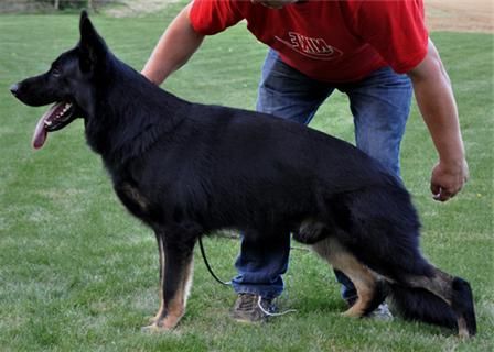 Standfoto Drago