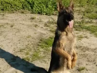 Meta vom grünen Alfene - 17 maanden