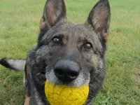 Anouk