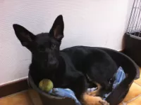 Kady vom grünen Alfene - 6 maanden