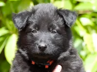 Kaylee vom grünen Alfene - kopfoto